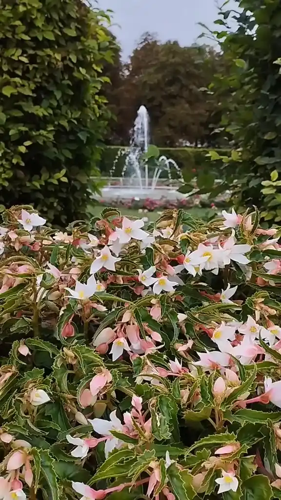 Blühende Barock Blumen